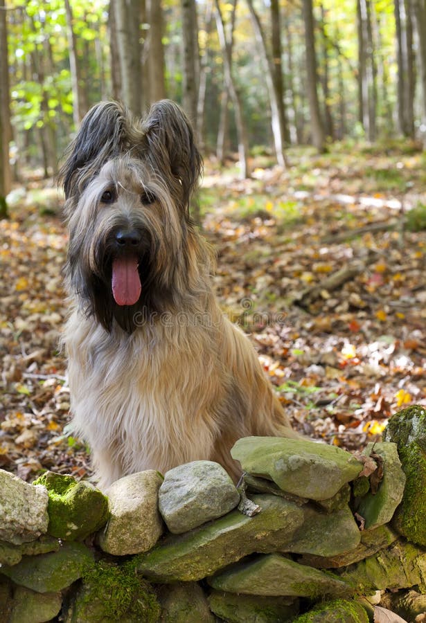 Blonde Briard Dog in Fall Forest