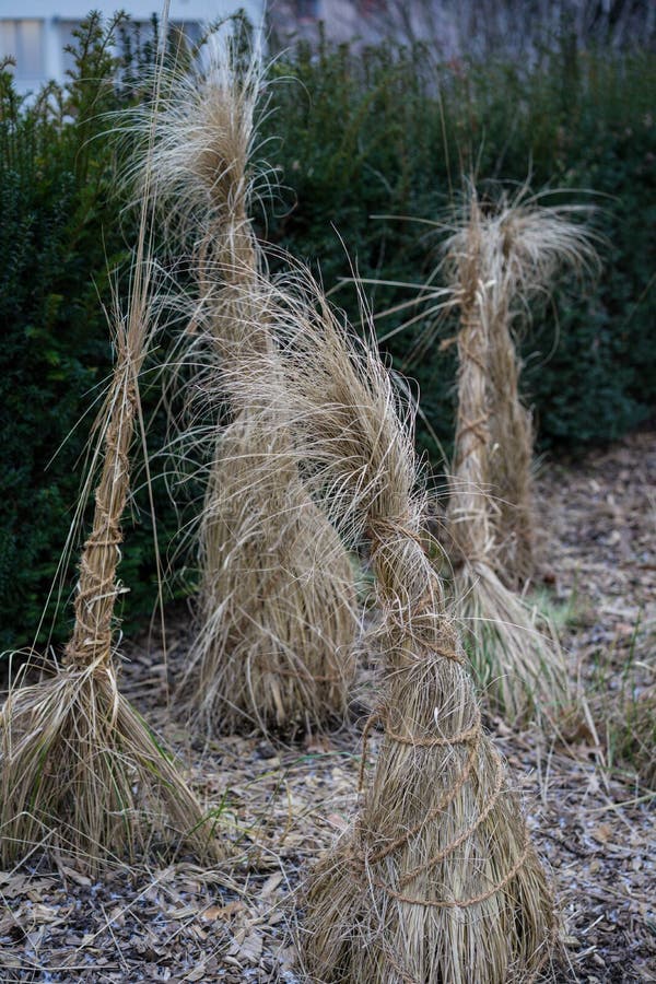 Decorative straw tuft in winter at evening royalty free stock image