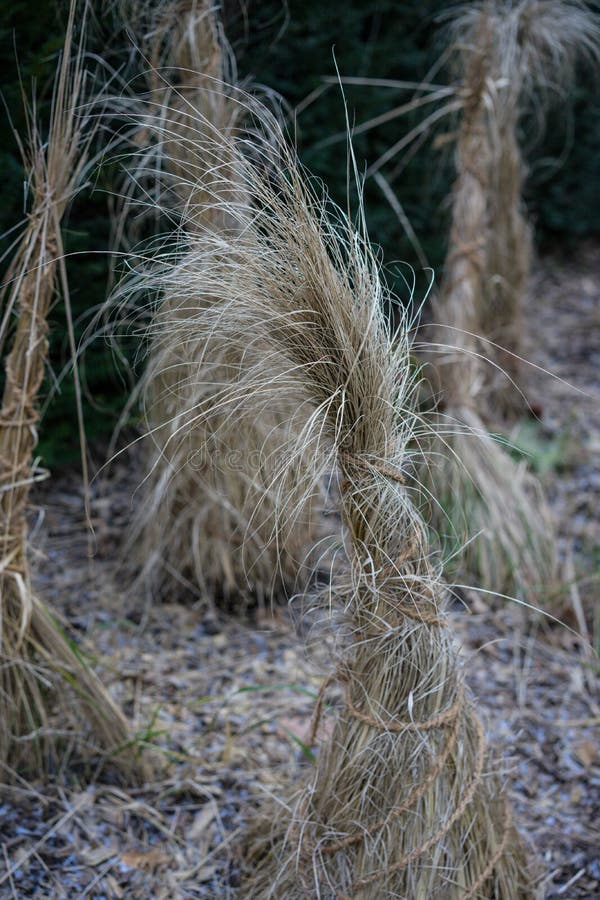 Decorative straw tuft in winter at evening royalty free stock photography