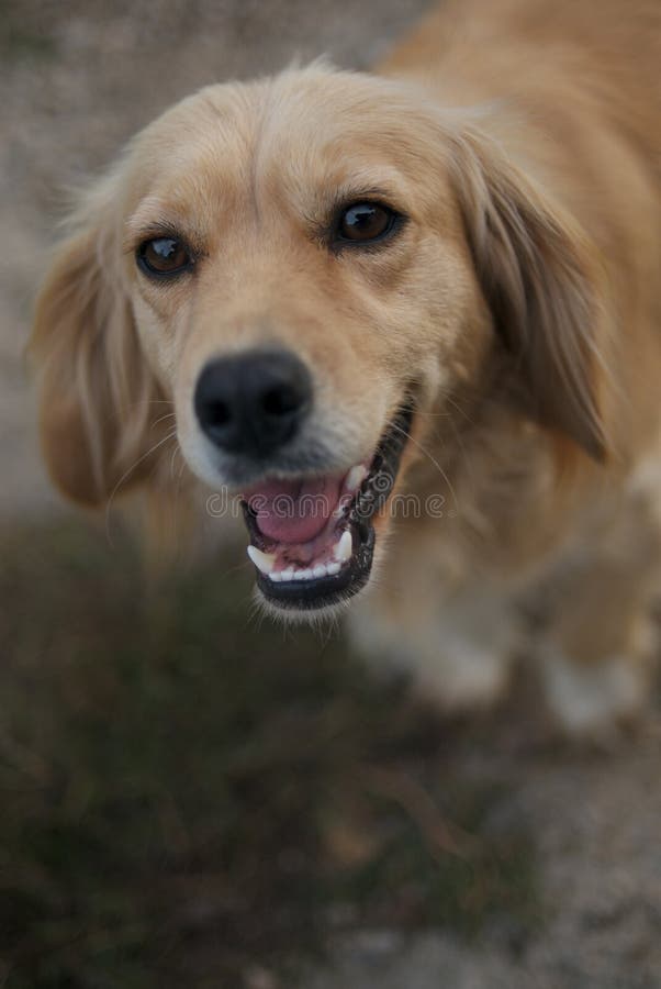 Blonde dog