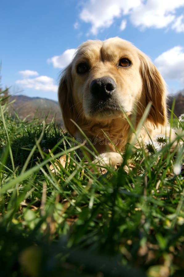 Blonde dog