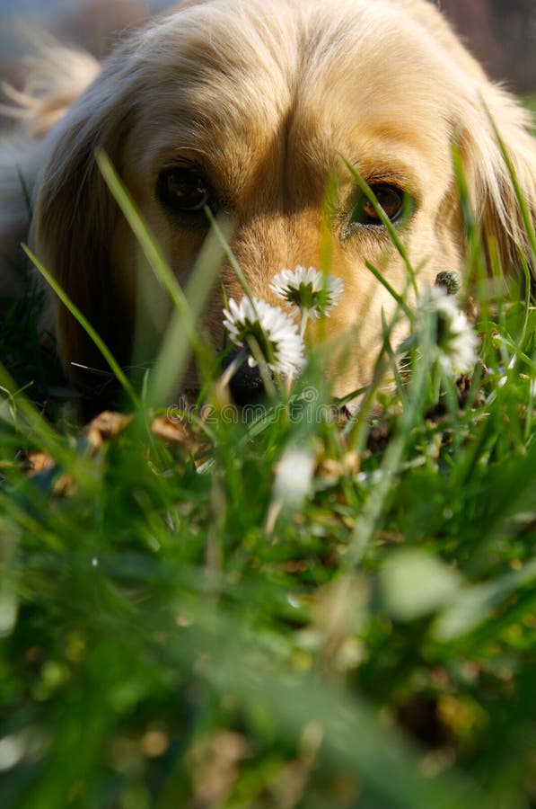 Blonde dog