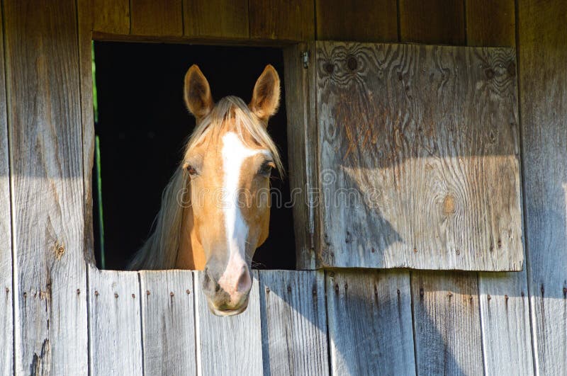 Blonde horse stares out of his barn window.