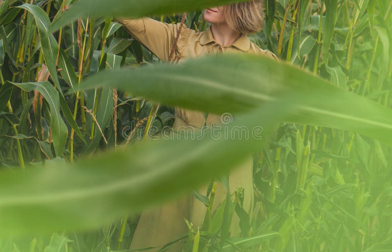 Blonde vrouwmodel met natuurlijke make-up en gezonde huid op maïsveld bij zonsondergang. gelukkige vrouw die van het leven geniet stock foto Blonde vrouwmodel met natuurlijke make-up en gezonde huid op maïsveld bij zonsondergang. gelukkige vrouw die van het leven geniet stock foto