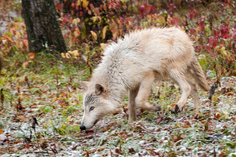 Blonde Wolf (Canis Lupus) Trots through Snowfall Stock Image - Image of