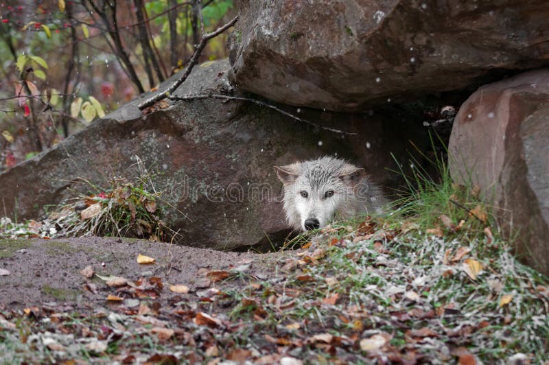 Blonde Wolf (Canis lupus) Peeks out of Den - captive animal. Blonde Wolf (Canis lupus) Peeks out of Den - captive animal