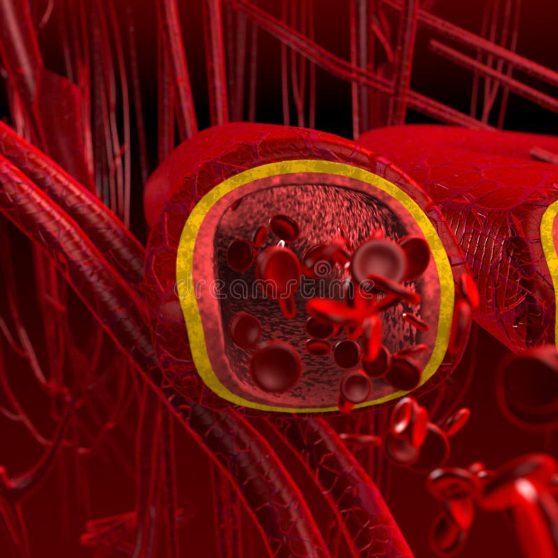 Una imagen tridimensional creada usando un modelo de computadora de reducir sección(sangre arterias).