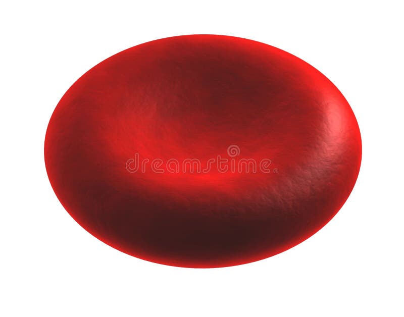 Illustrated Red oval blood cell