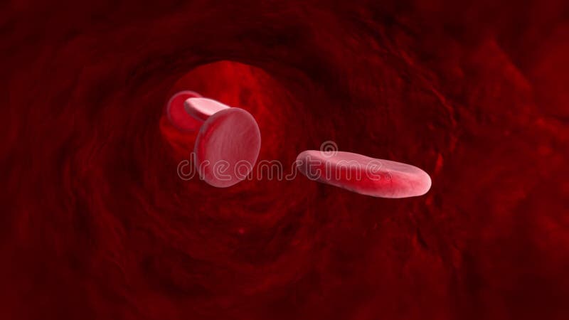 Blood cell veins, arteries, capillaries. 3D animation