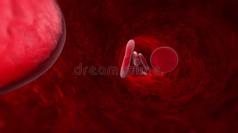 Blood cell veins, arteries, capillaries. 3D animation