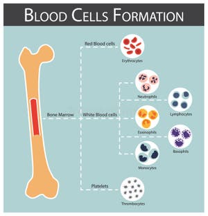 Blood Cell Formation Chart Blood Cell Formation Chart
