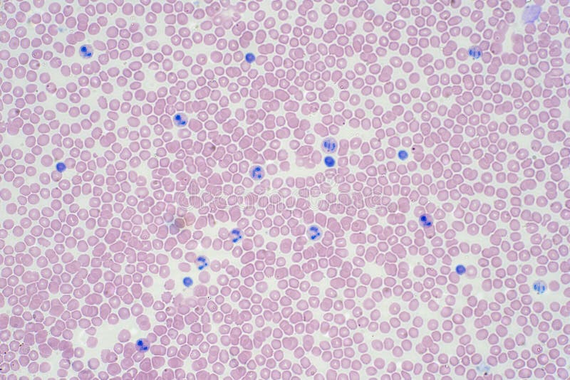 Blood cells under microscope view for histology education stock illustration Blood cells under microscope view for histology education stock illustration