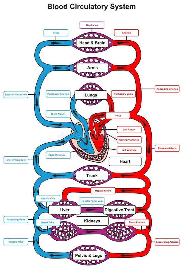 Flow Chart Of Blood Circulation In Human Heart