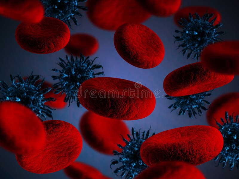 Blood Corpuscles Human Body Related Medical Terminology Displayed on