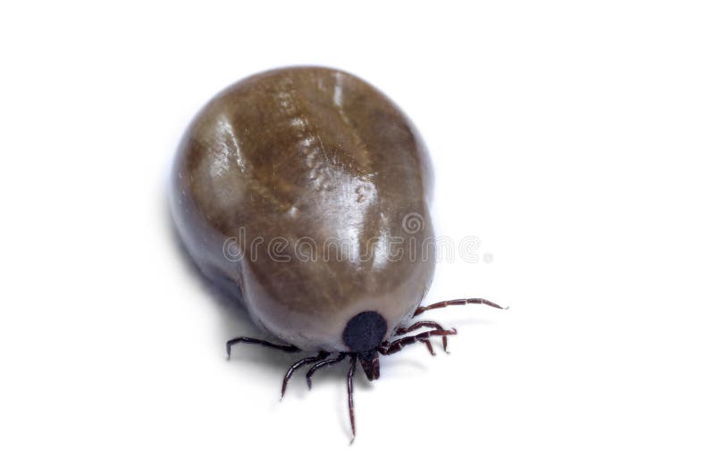 A blood-filled tick on a white background royalty free stock images A blood-filled tick on a white background royalty free stock images