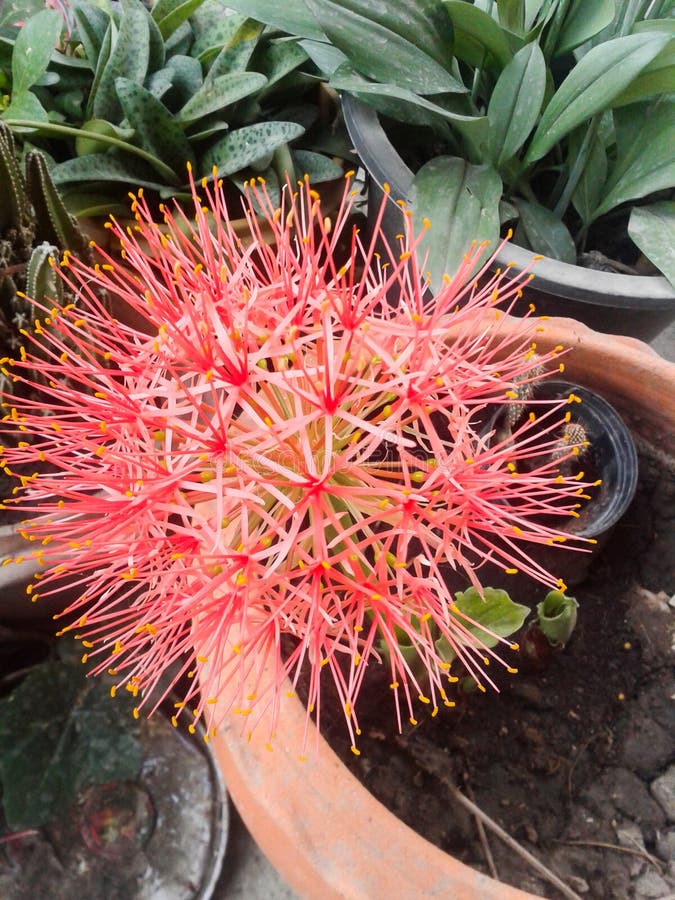 Blood flower stock photo. Image of beauty, bloom, haemanthus 53487118