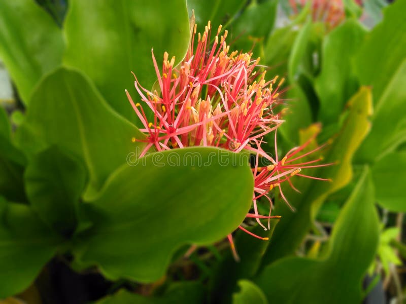 Blood Lily stock photo. Image of produce, blood, shrub 229849002