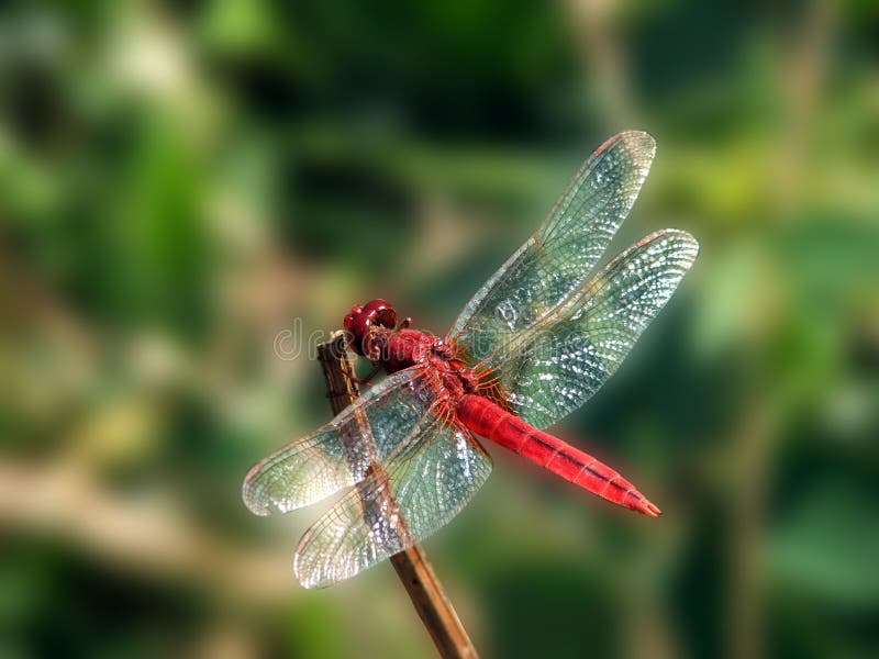 Blood red dragon fly