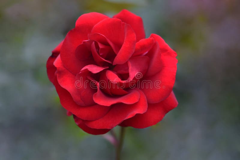 Blood Red Interama Rose Flower 03. Blood Red petaled Interama variety Rose flower on blurry background stock images Blood Red Interama Rose Flower 03. Blood Red petaled Interama variety Rose flower on blurry background stock images
