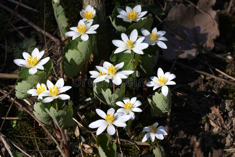 Blood-root Flowers group