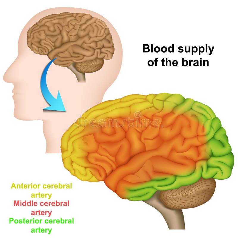 Blood supply of the human brain ,medical vector illustration royalty free illustration Blood supply of the human brain ,medical vector illustration royalty free illustration