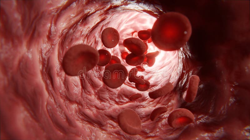 Blood in the Veins, Blood Vessels, White Blood Cells and Platelets