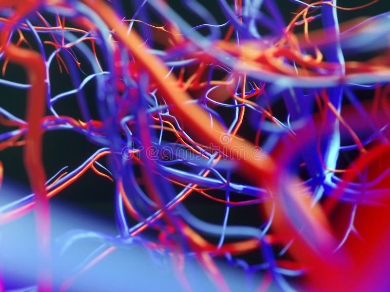Blood Vessels of a Human 3D Rendering Stock Illustration