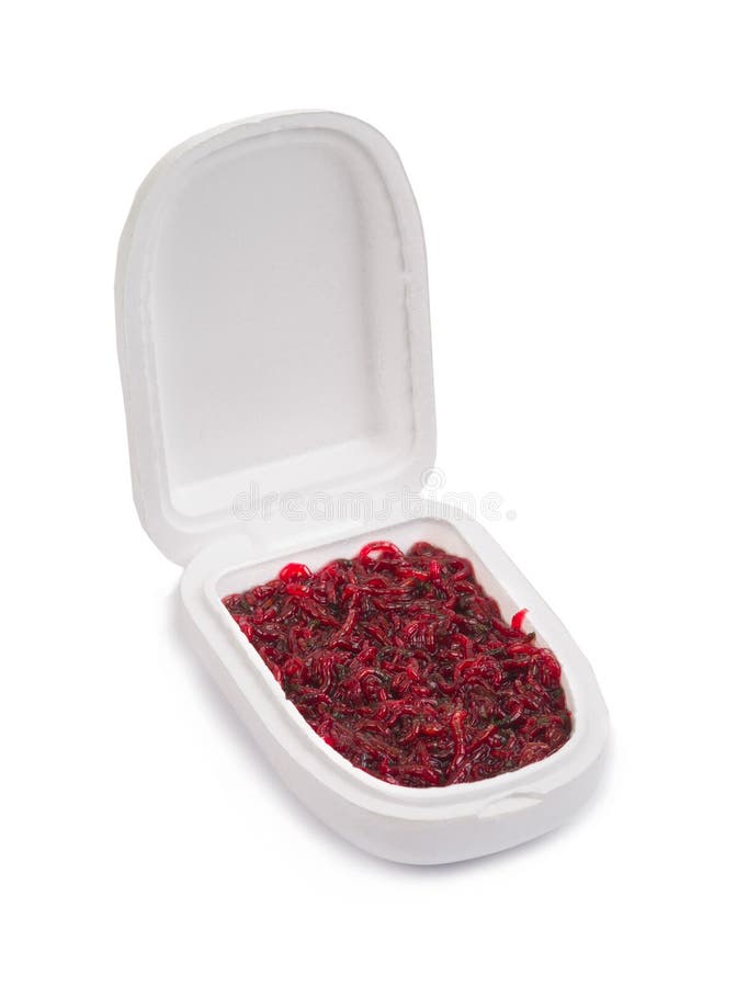 Live Bloodworm in a Box Container. Red Worms for Winter Fishing