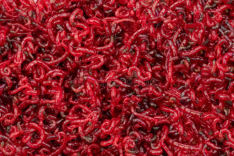 download bloodworms for betta fish download bloodworms for betta fish