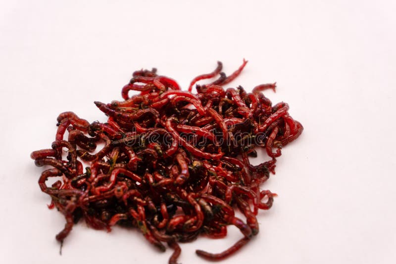 download bloodworm bites download bloodworm bites