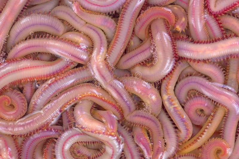 Gills of sea worms stock photo. Image of ocean, animals 20822084