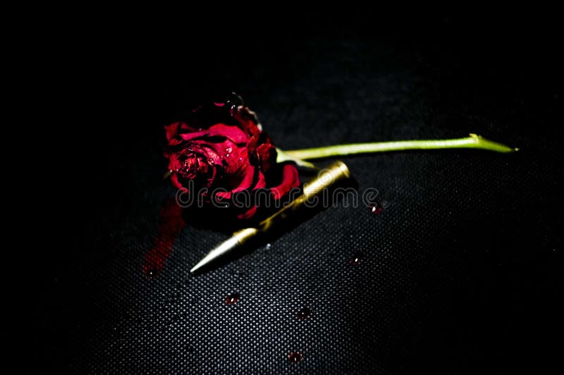 Bloody Red Rose with Gold Bullet on Black Background - Artists Stock Image  - Image of black, city: 175694071