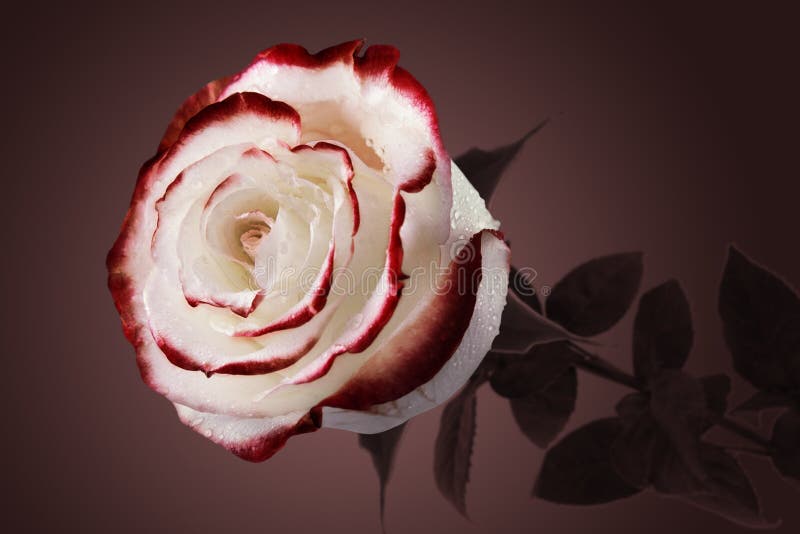 Bloody rose stock photo. Image of flower, gradient, rose - 31224216