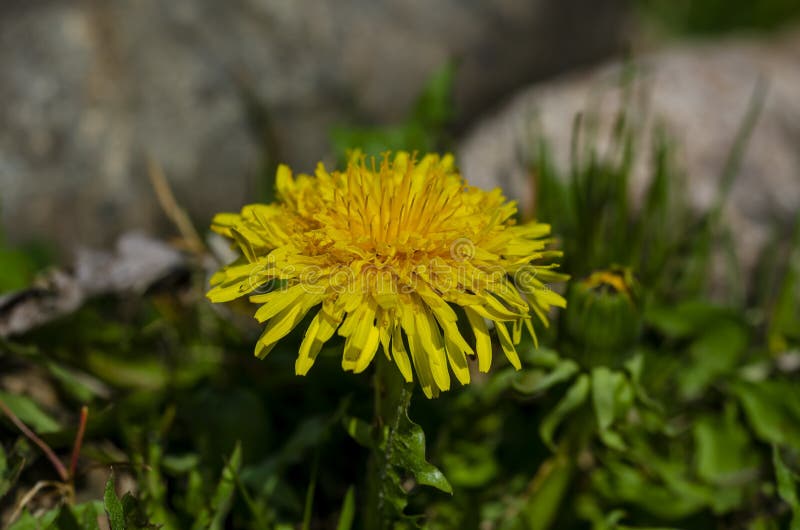 Bloom of Common Dandelion in the Field Stock Image Image of dandelion