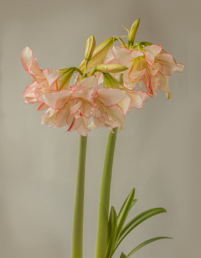 Bloom Double Amaryllis Hippeastrum Stock Photo Image of beauty