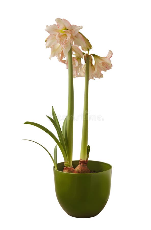 Bloom Double Amaryllis Hippeastrum Stock Image Image of blooming