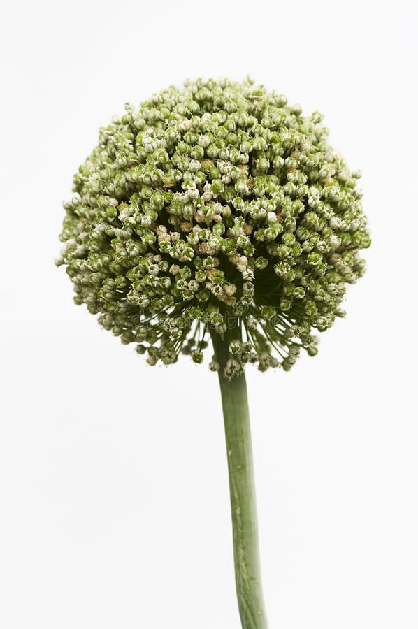 Bloom of garlic stock photo. Image of blooming, green 5128098