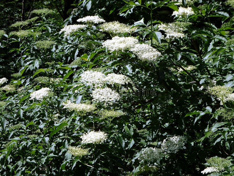 Bloom and Leaves of Elderflower Stock Image Image of elderflower