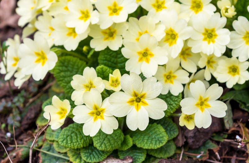 Bloom of Light Yellow Primroses in Early Spring Stock Image - Image of ...