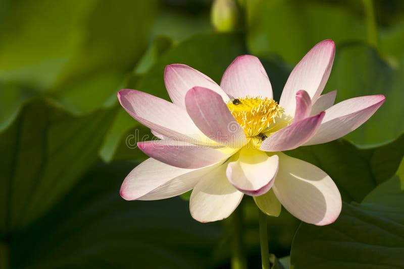 Bloom lotus