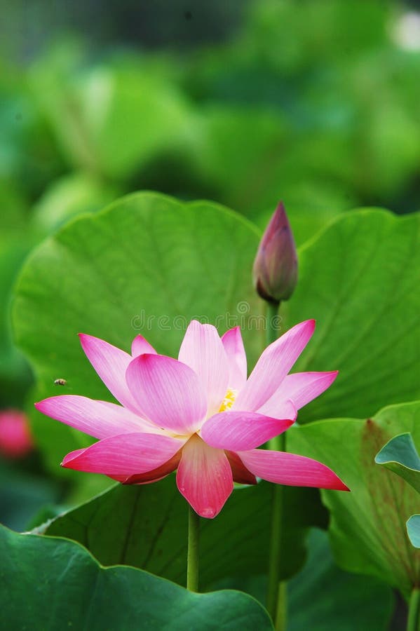 Bloom lotus stock photo