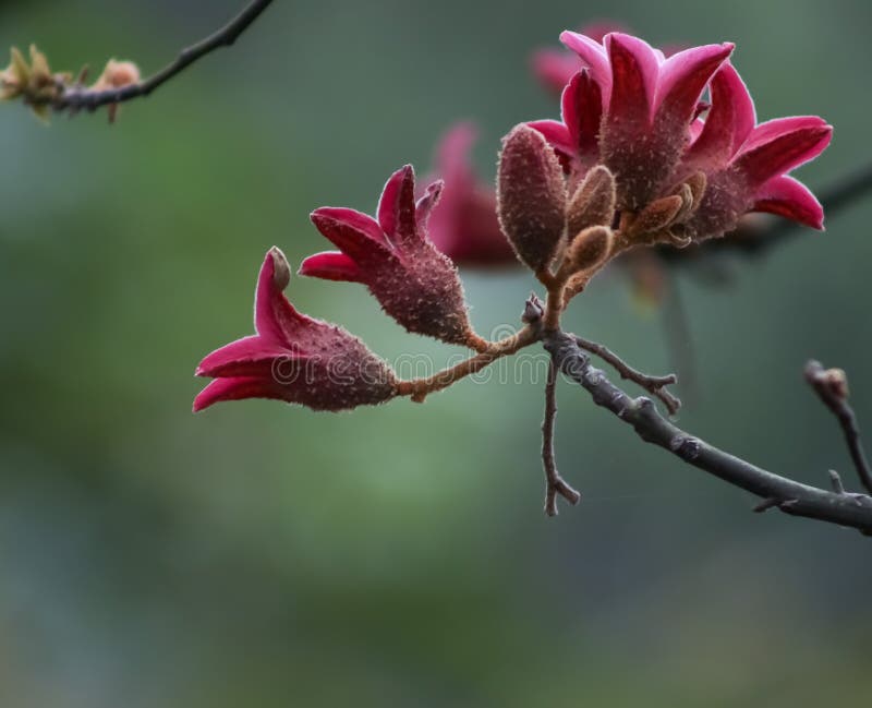 Bloom on a Red Silk Cotton Tree Stock Photo Image of bombax, tree