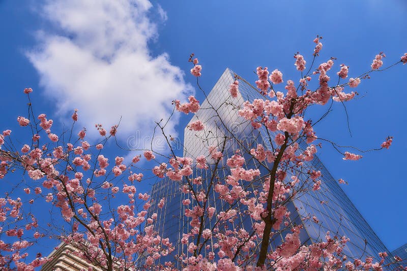 Bloom of the Sakura in Paris. Stock Photo - Image of tree, sakura: 87259044