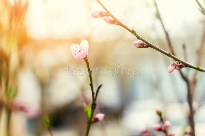 Bloom of trees with a rose flower, the coming of spring, a sunny day, buds on a tree, nature wallpaper stock photography Bloom of trees with a rose flower, the coming of spring, a sunny day, buds on a tree, nature wallpaper stock photography