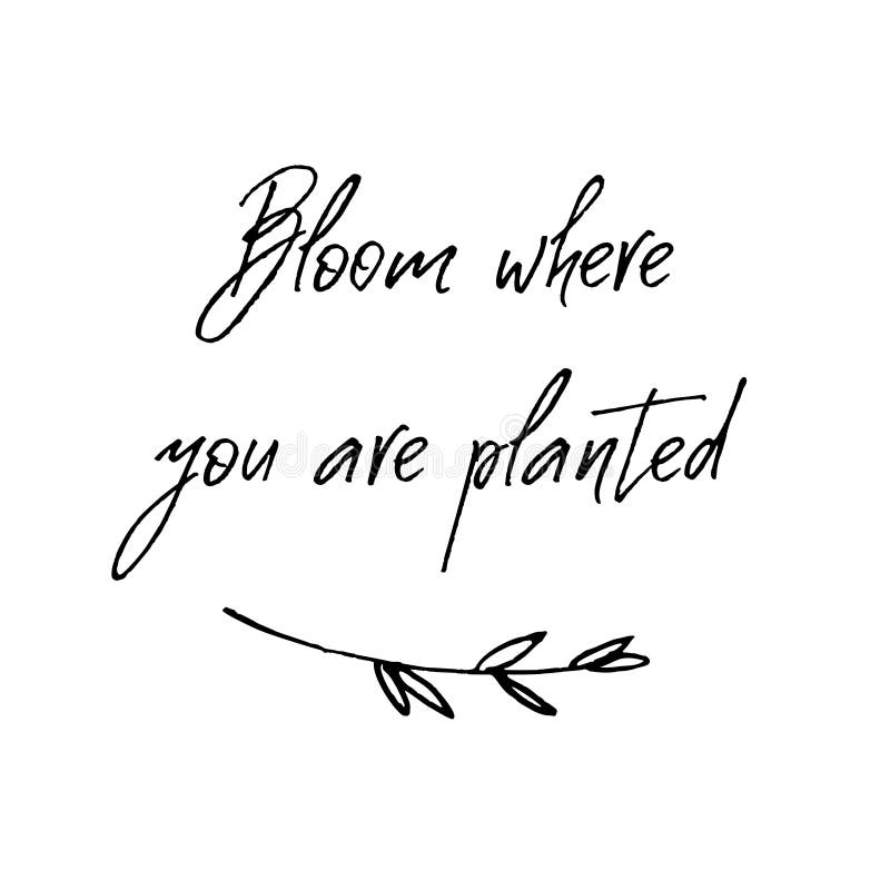 Bloom where you are planted. Inspirational and motivational handwritten lettering quote.