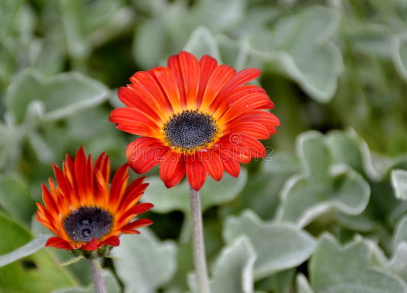 Bloomed Fresh Daisy Flowers Stock Photo Image of marigold, calendula