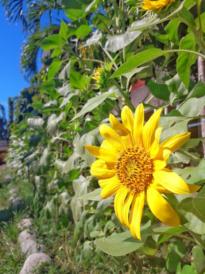Bloomed sunflower stock photo. Image of sunflower, bloomed 138509670