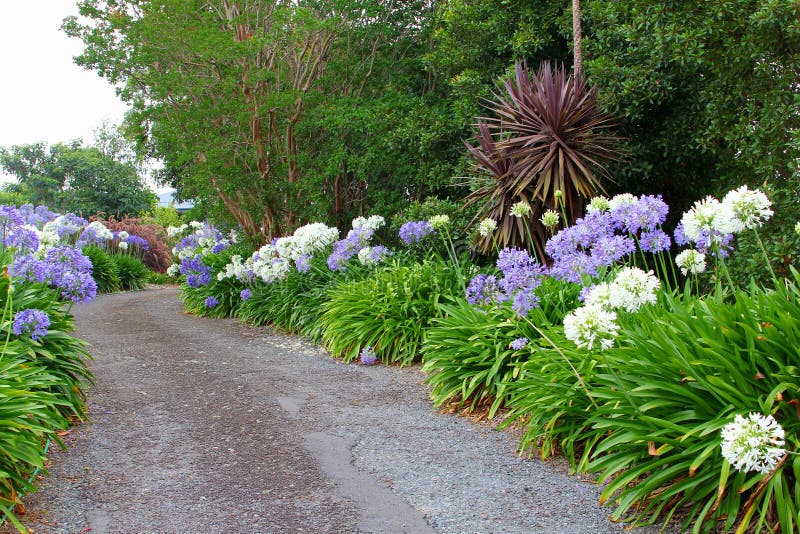 Blooming Agapanthus flowers along a path in the garden, Australia