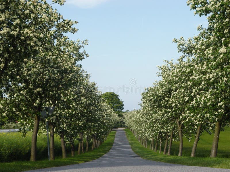 blooming alley