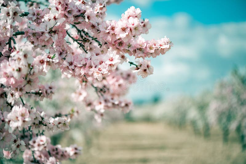 Blooming Almond or Cherry Trees in Orchard. Blur Spring Orchard